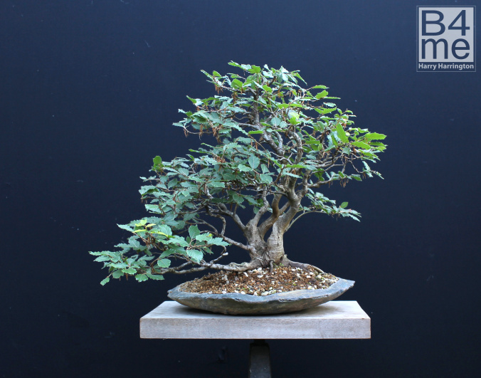 beech bonsai